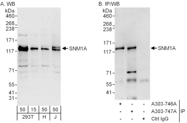 SNM1A Antibody in Western Blot (WB)