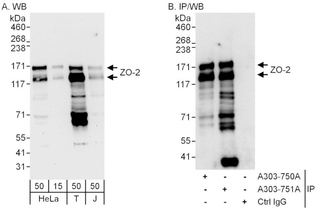 ZO-2 Antibody in Western Blot (WB)