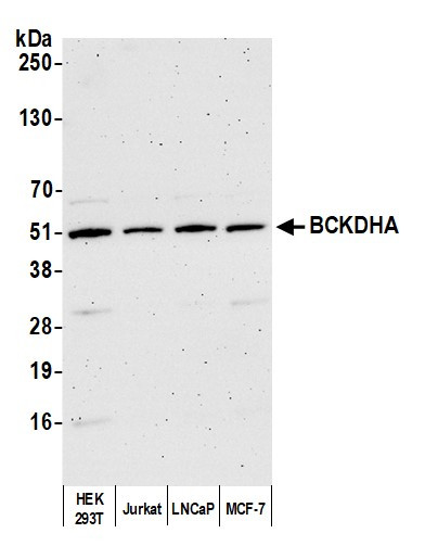 BCKDHA Antibody in Western Blot (WB)