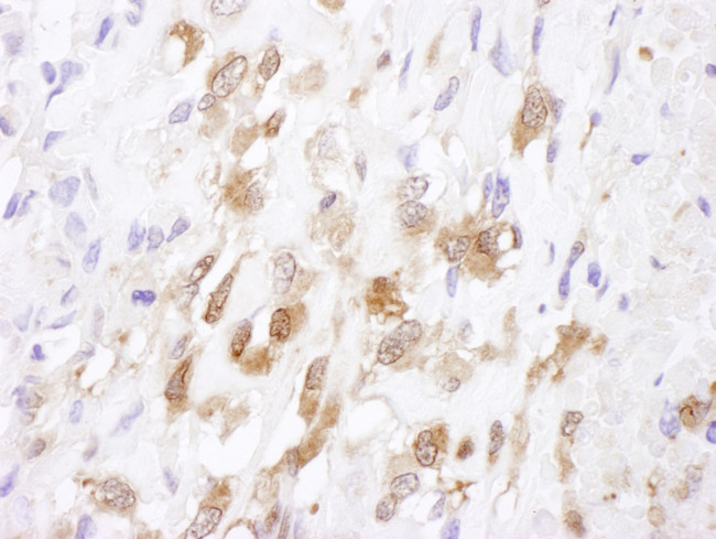 SOD1 Antibody in Immunohistochemistry (Paraffin) (IHC (P))