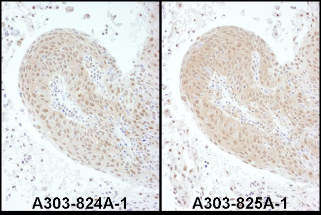 PSMC6 Antibody in Immunohistochemistry (Paraffin) (IHC (P))