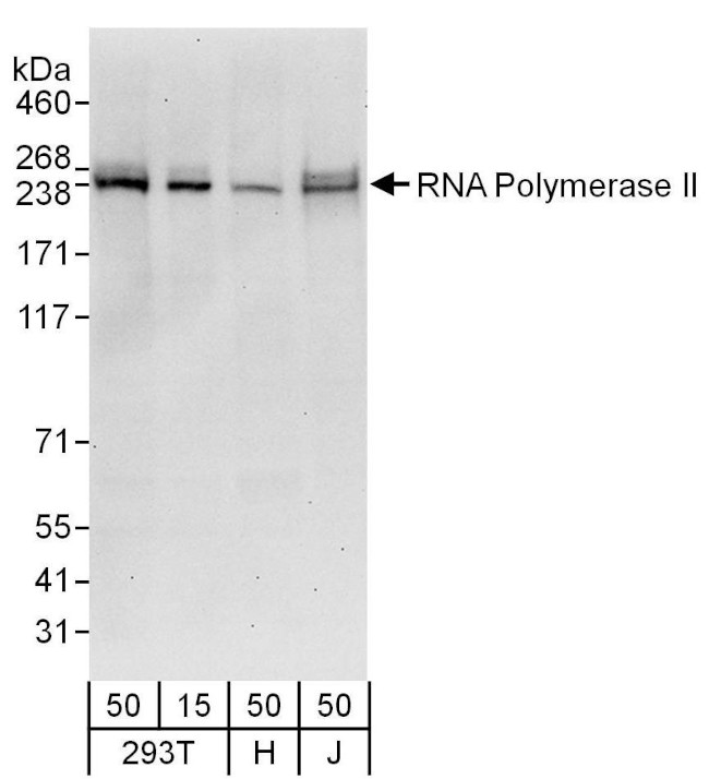 RNA Polymerase II Antibody in Western Blot (WB)