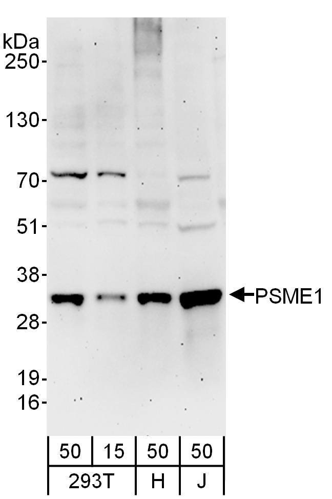 PSME1 Antibody in Western Blot (WB)