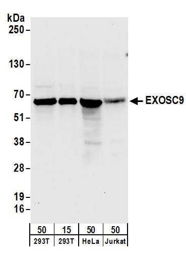 EXOSC9 Antibody in Western Blot (WB)