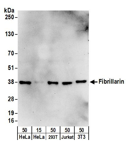 Fibrillarin Antibody in Western Blot (WB)