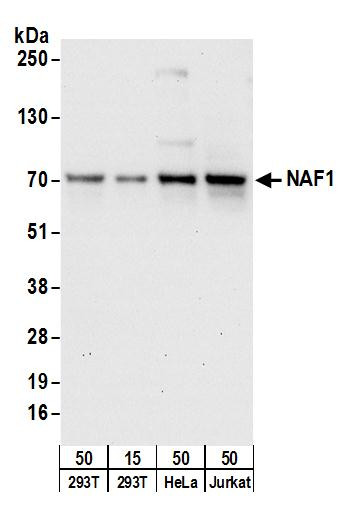 NAF1 Antibody in Western Blot (WB)