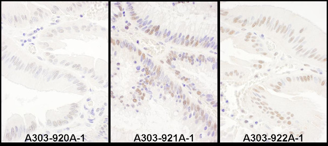 PRPF8 Antibody in Immunohistochemistry (Paraffin) (IHC (P))