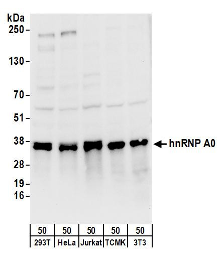 hnRNP A0 Antibody in Western Blot (WB)