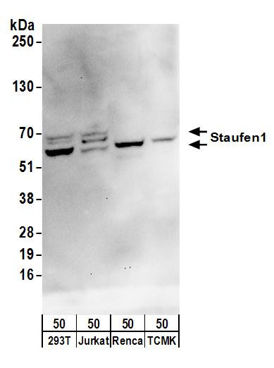 Staufen1 Antibody in Western Blot (WB)