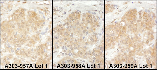 EPRS Antibody in Immunohistochemistry (Paraffin) (IHC (P))