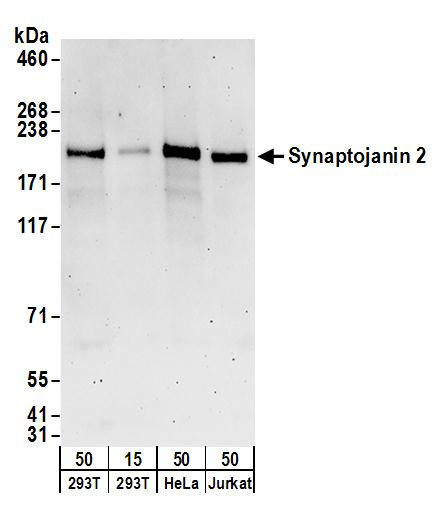 Synaptojanin 2 Antibody in Western Blot (WB)