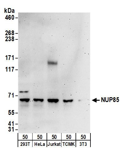 NUP85 Antibody in Western Blot (WB)