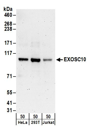 EXOSC10 Antibody in Western Blot (WB)