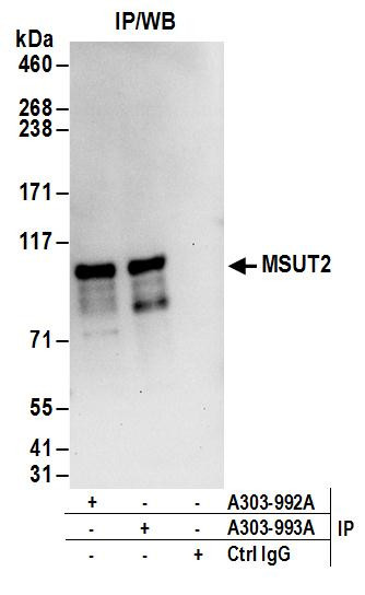 MSUT2 Antibody in Immunoprecipitation (IP)