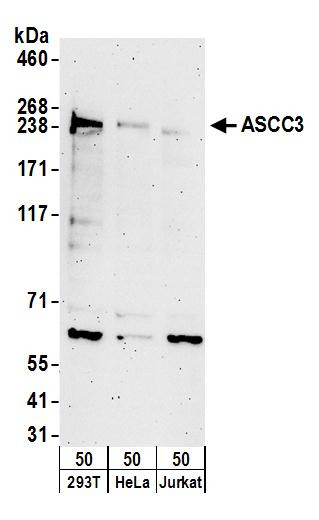 ASCC3 Antibody in Western Blot (WB)