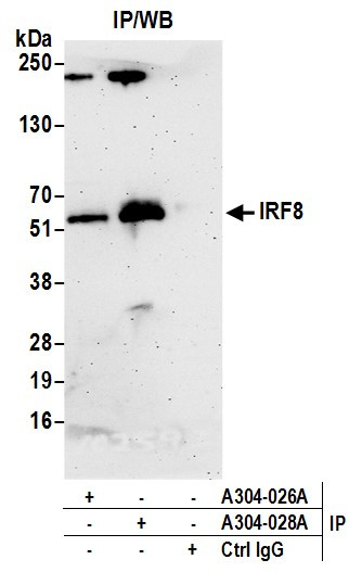 IRF8 Antibody in Immunoprecipitation (IP)