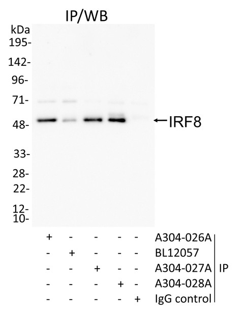 IRF8 Antibody in Immunoprecipitation (IP)