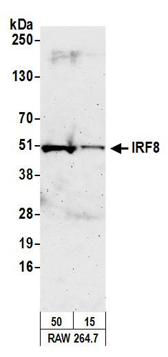 IRF8 Antibody in Western Blot (WB)