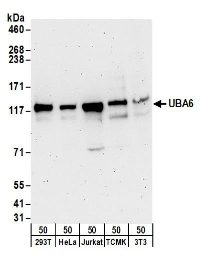 UBA6 Antibody in Western Blot (WB)