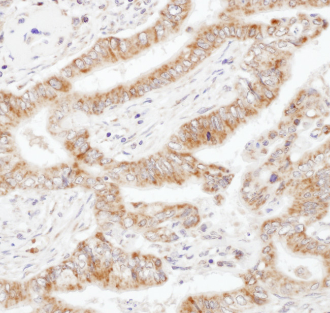 UBAC1 Antibody in Immunohistochemistry (Paraffin) (IHC (P))