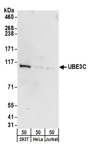 UBE3C Antibody in Western Blot (WB)