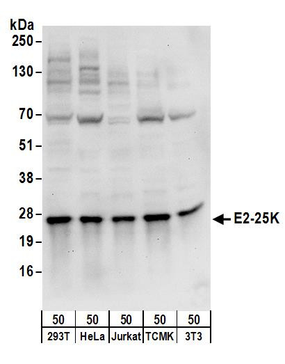 E2-25K Antibody in Western Blot (WB)