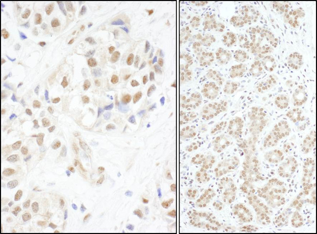 c-Myb Antibody in Immunohistochemistry (Paraffin) (IHC (P))