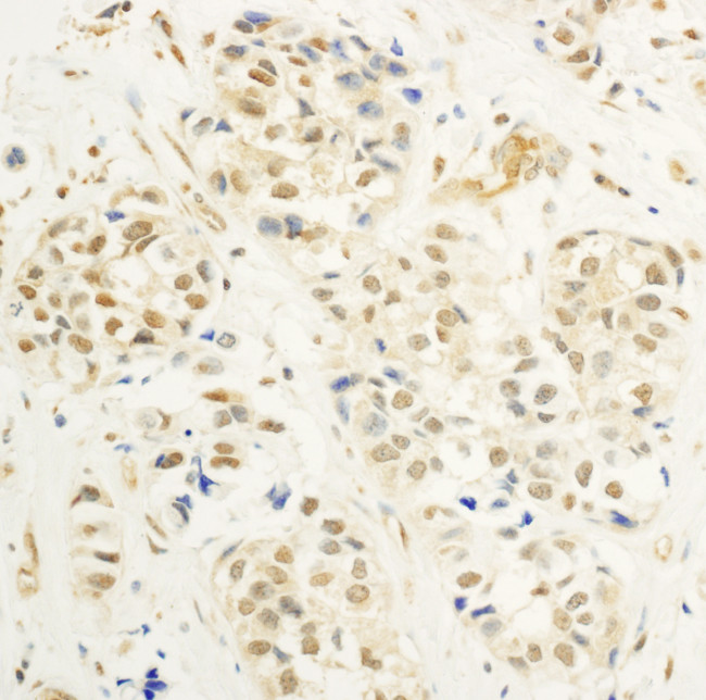 c-Myb Antibody in Immunohistochemistry (Paraffin) (IHC (P))