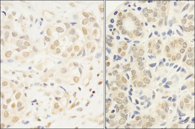 c-Myb Antibody in Immunohistochemistry (Paraffin) (IHC (P))