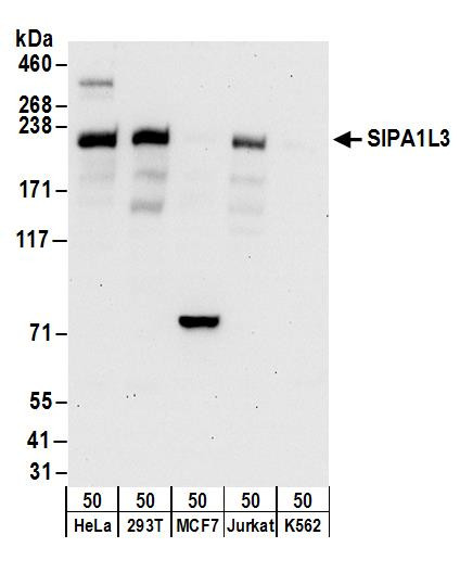 SIPA1L3 Antibody in Western Blot (WB)