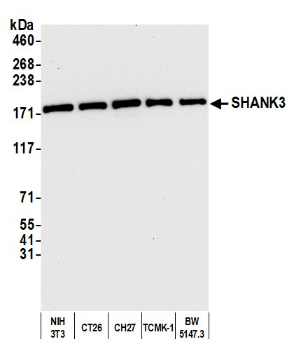 SHANK3 Antibody in Western Blot (WB)