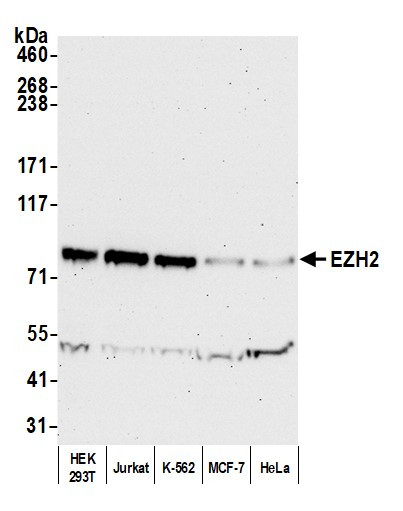 EZH2 Antibody in Western Blot (WB)