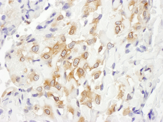 Septin 7 Antibody in Immunohistochemistry (Paraffin) (IHC (P))