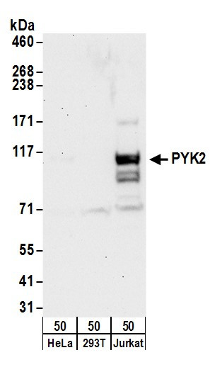 PYK2 Antibody in Western Blot (WB)