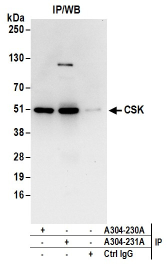 CSK Antibody in Immunoprecipitation (IP)