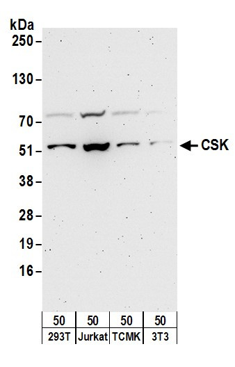 CSK Antibody in Western Blot (WB)