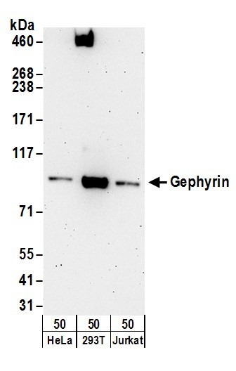 Gephyrin Antibody in Western Blot (WB)