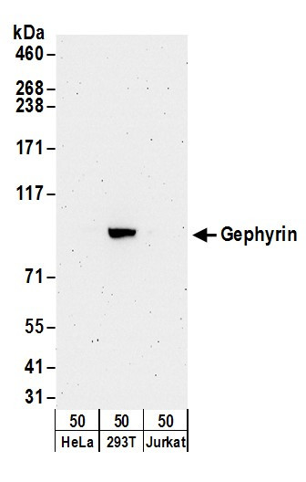 Gephyrin Antibody in Western Blot (WB)