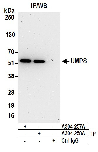 UMPS Antibody in Immunoprecipitation (IP)