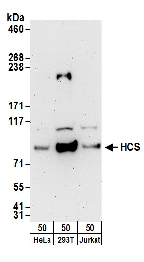 HCS Antibody in Western Blot (WB)