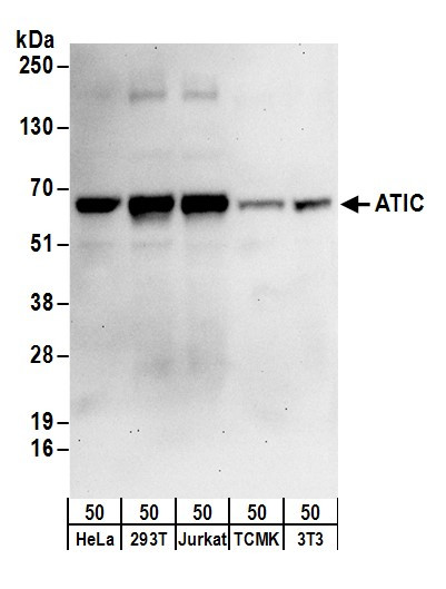 ATIC Antibody in Western Blot (WB)