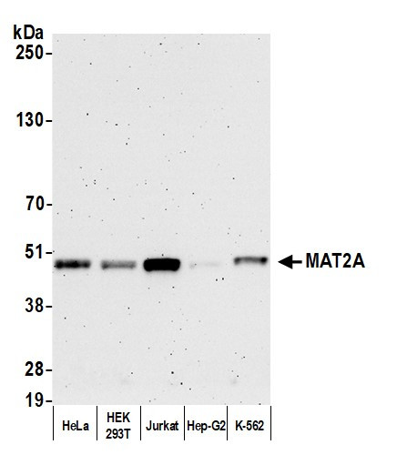 MAT2A Antibody in Western Blot (WB)