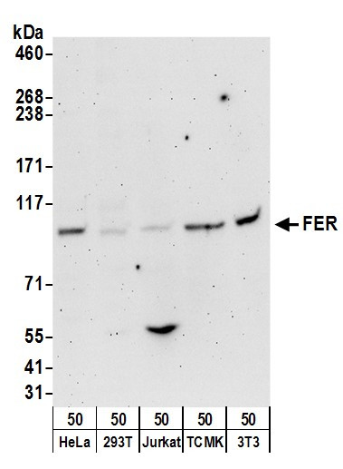 FER Antibody in Western Blot (WB)