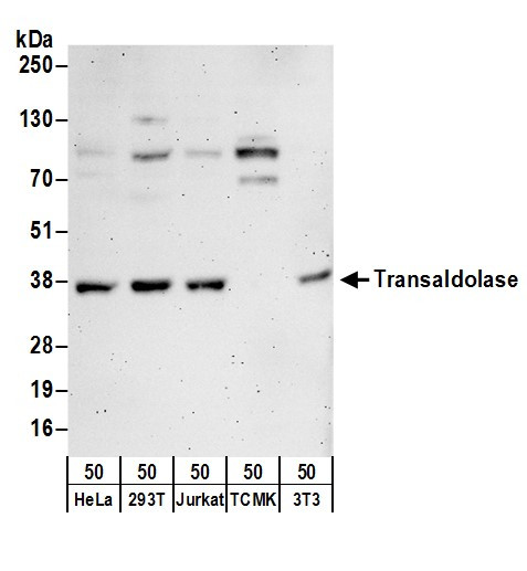 Transaldolase Antibody in Western Blot (WB)