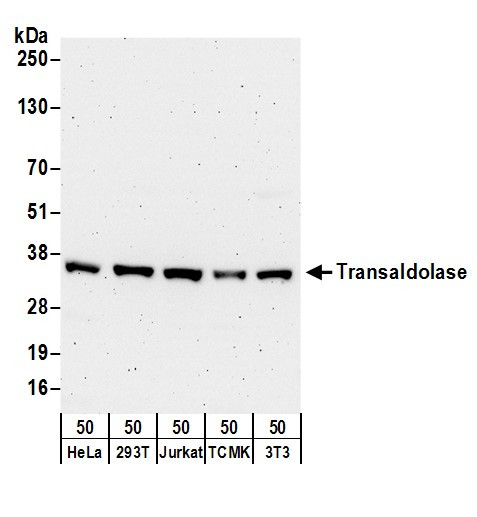 Transaldolase Antibody in Western Blot (WB)