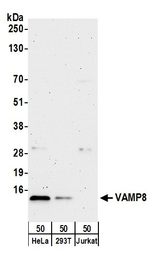 VAMP8 Antibody in Western Blot (WB)