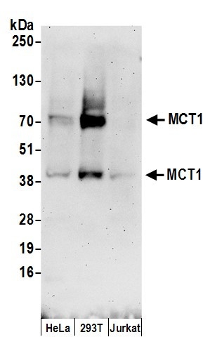 MCT1 Antibody in Western Blot (WB)