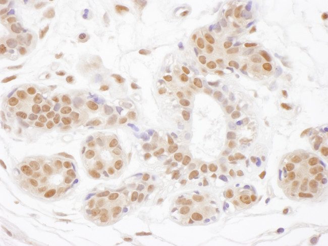 TDG Antibody in Immunohistochemistry (Paraffin) (IHC (P))