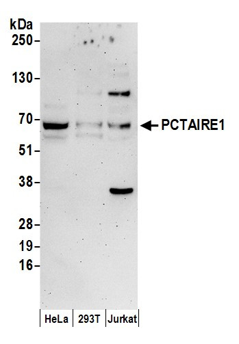 PCTAIRE1 Antibody in Western Blot (WB)