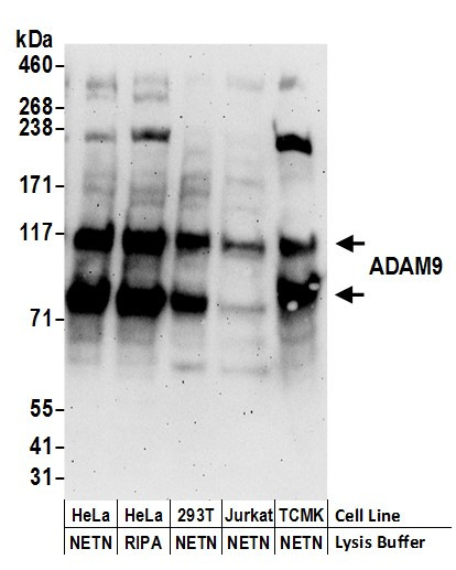 ADAM9 Antibody in Western Blot (WB)